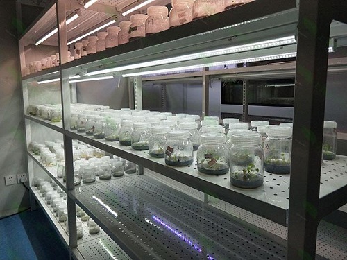 植物組織培養實驗室